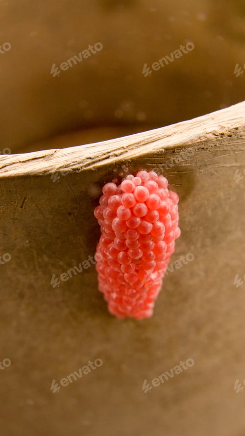 Preview: Dragonfly eggs on paddy leaves