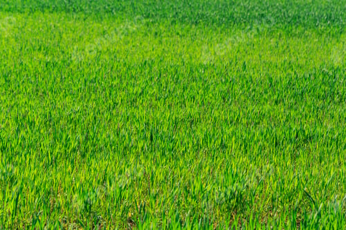Preview: Green grass field stretches across landscape under clear sky during sunny day