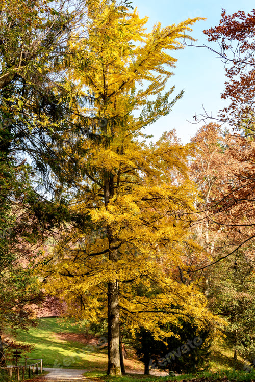 Preview: Vertical shot of an autumn park
