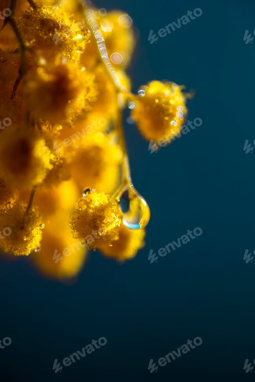 Preview: Yellow mimosa close-up on a blue background. Yellow natural background. spring mood