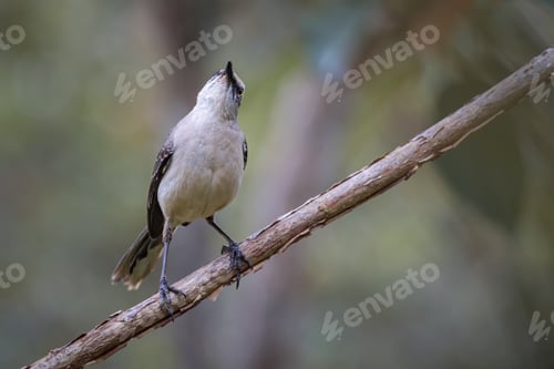 Preview: Tropical mockingbird (mimus gilvus) looking up from a small tree branch