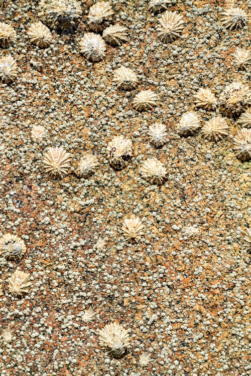 Preview: Group of seashells on the rock. Background