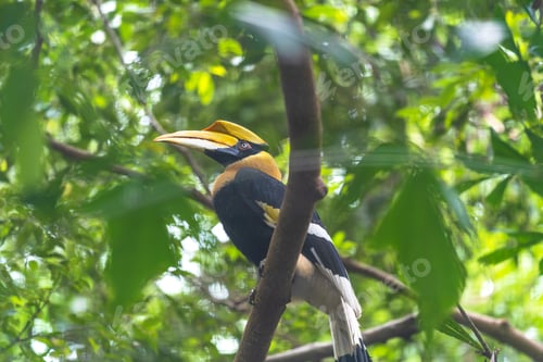 Preview: Hornbills, bird on the tree