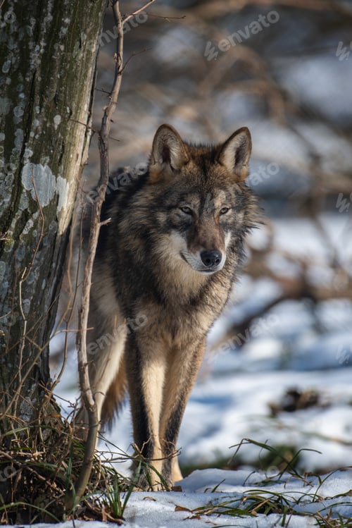 Preview: Wolf in the forest up close. Wild animal in the natural habitat