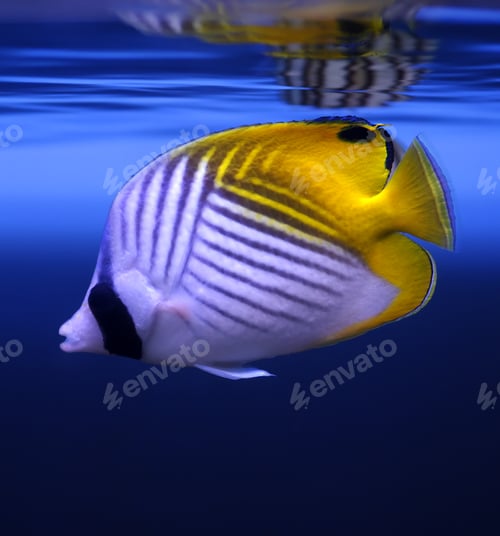 Preview: Threadfin Butterflyfish