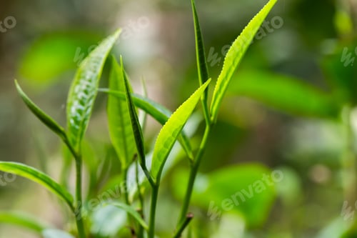 Preview: closeup fresh green tea leaves