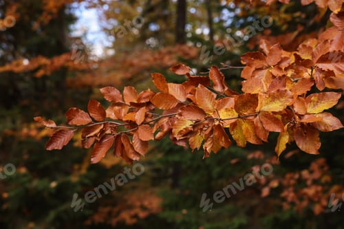 Preview: Branches with beautiful leaves in autumn, closeup