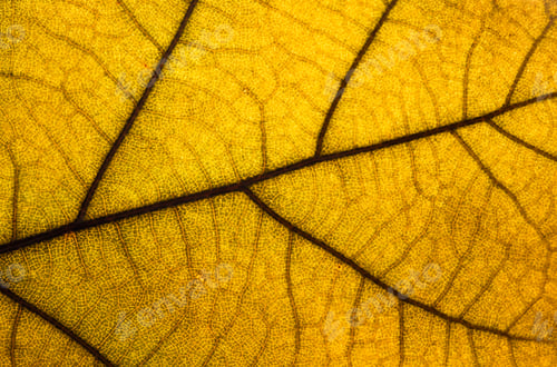 Preview: Background and macro texture with yellow leaf.
