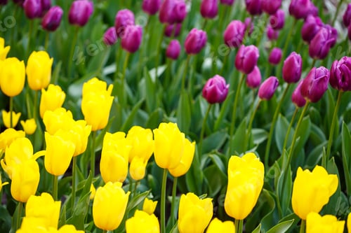 Preview: The photo was taken in the city park tulip alley. In the photo, yellow tulips are blooming