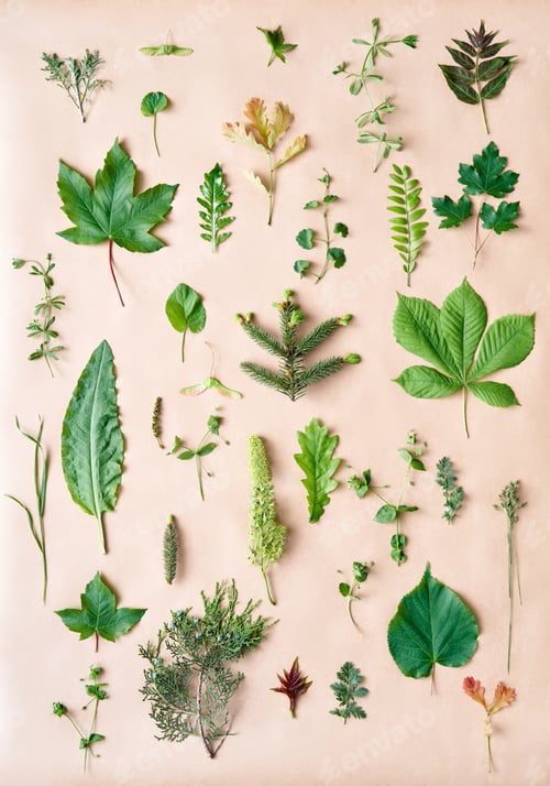 Preview: Botanical set of leaves, plants and flowers on beige background.