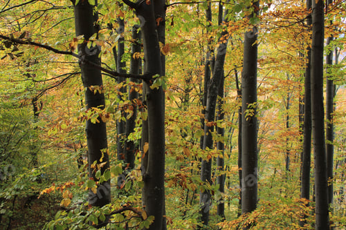 Preview: Dense forest with autumn foliage