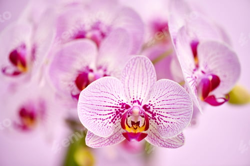 Preview: Beautiful orchid flowers on a pink background. Floral background