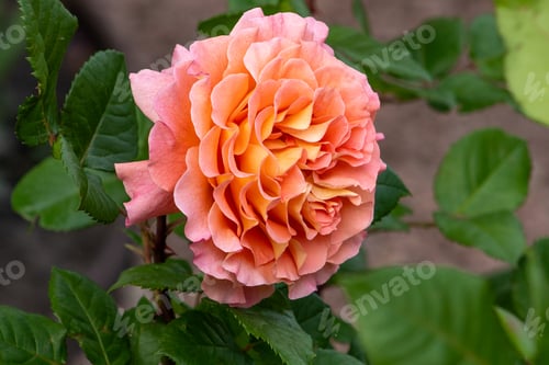 Preview: Pink orange rose bud in the garden. Flower petals