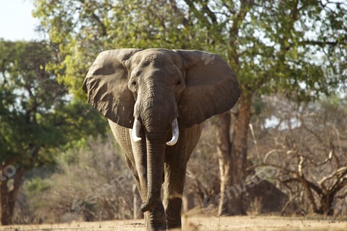 Preview: African elephant bull (Loxodonta africana), Mana Pools, Zimbabwe, Africa.