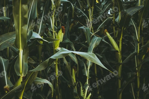 Preview: Corn. Green. Sustainability. Growth. Background. Food. Leaves. Vegetables.