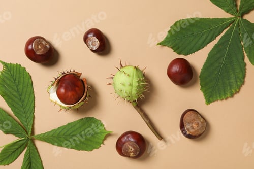 Preview: Brown, fresh chestnut fruits with leaves on a light background