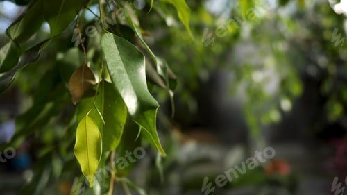 Preview: Close up for green leaves on tree branch in a sunny day, nature concept. Stock footage. Gentle small