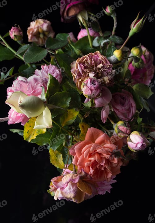 Preview: Withering roses