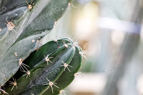 Preview: Cactus of spike in tropical