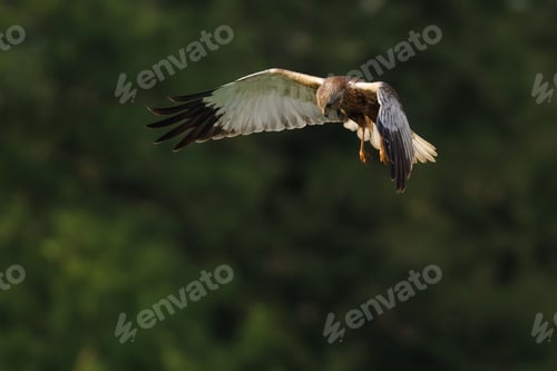 Preview: Close up of a Marsh Harrier soaring across a wide open landscape.