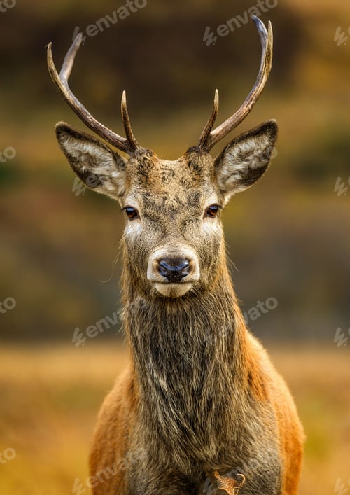 Preview: Vertical shot of a red deer in Scottish Highlands during the day