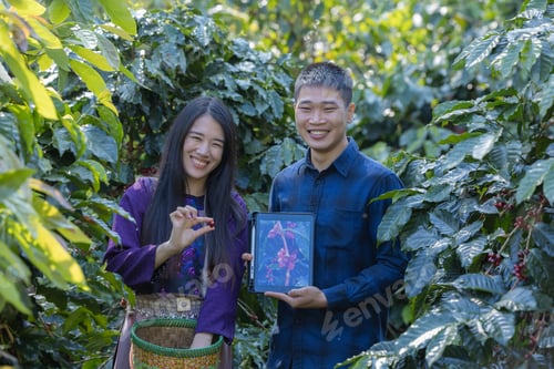 Preview: Farmer inspect and picking coffee beans on the coffee tree.