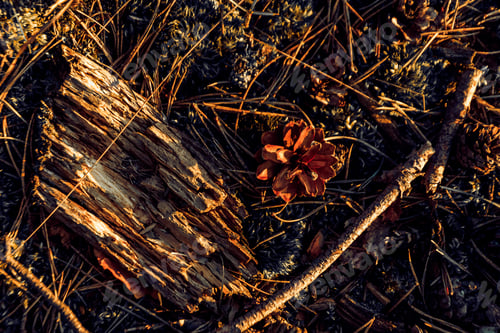 Preview: Closeup shot of ground of the forest with dry branches and leaves, a beautiful fall background