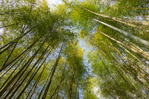 Preview: Bottom view of the bamboo tree forest
