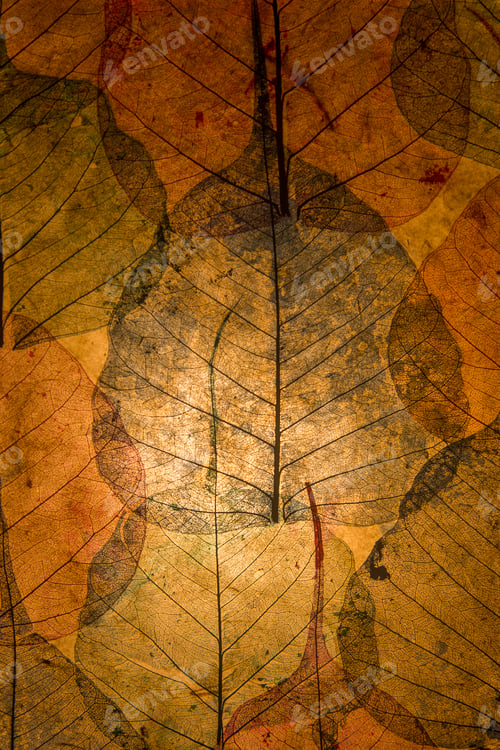 Preview: Autumn leaves