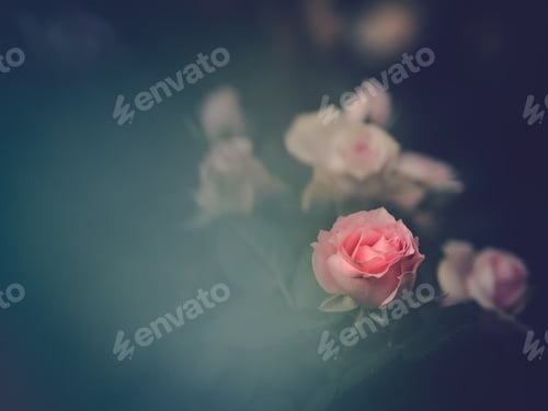 Preview: Pretty flower growing in garden