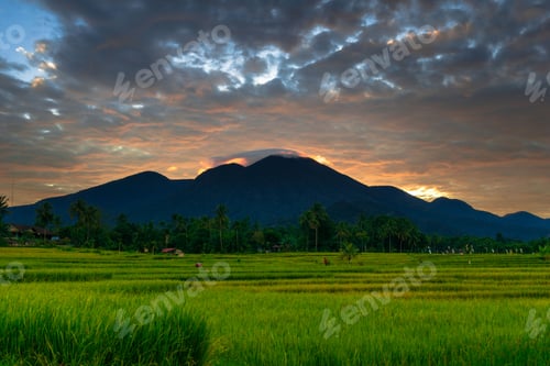 Preview: Beautiful morning view indonesia Panorama Landscape paddy fields with beauty color