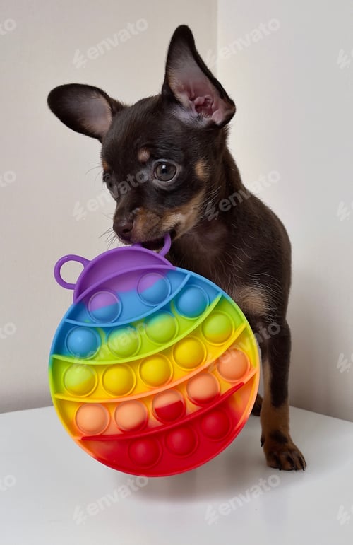 Preview: Small dark dog holding pop it multicolored toy in his teeth