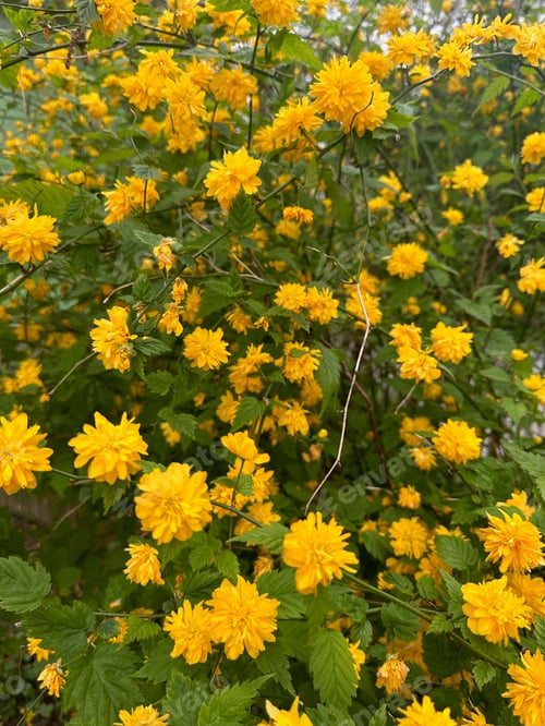 Preview: Beautiful blooming kerria japonica bush with yellow flowers outdoors