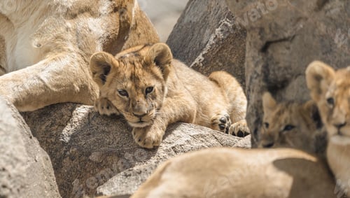 Preview: African lion cub on a rocky outcrop.