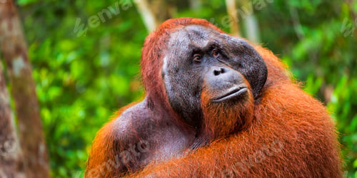 Preview: Orangutan, Tanjung Puting National Park, Indonesia