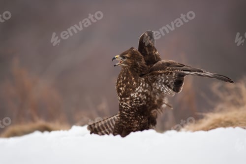 Preview: Common buzzard screeching on snow in winter nature