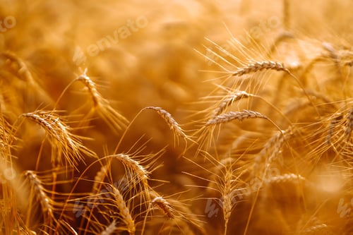 Preview: Ears of golden wheat close up. Growth nature harvest. Agriculture farm.