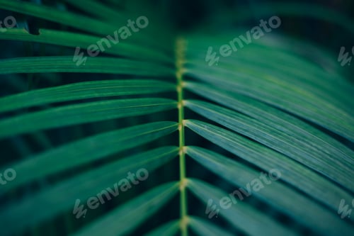 Preview: Deep green palm leafs for wallpaper