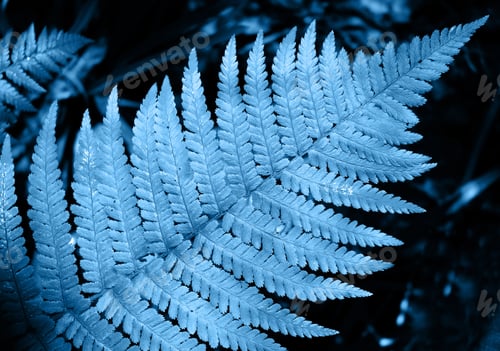 Preview: Classic blue color fern leaf in the forest. Color of the year 2020 classic blue.