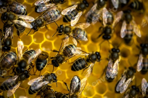 Preview: Close up of bees on top of honeycomb.