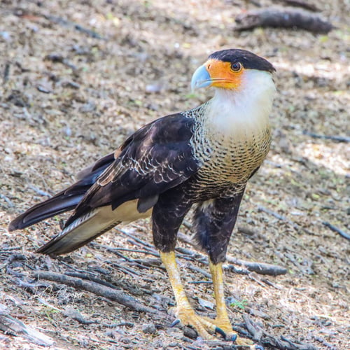 Preview: A crested caracara