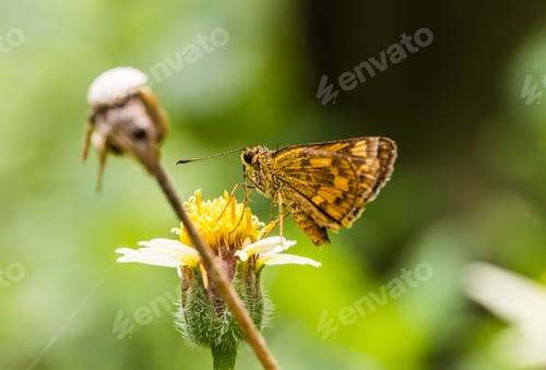 Preview: Small butterfly on green leaves macro image, Hamearis lucina, Duke of Burgundy, Lepidoptera