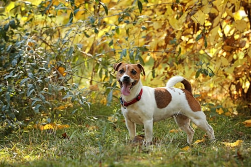 Preview: Cute Jack Russell terrier in park, space for text. Autumn walk