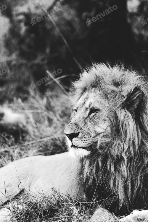 Preview: Vertical grayscale shot of a lion in the Masai Mara national reserve in Kenya.