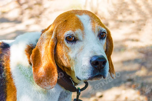 Preview: Estonian Hound dog outdoor portrait at cloudy day. Front view.