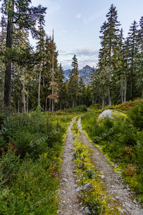Preview: Scenic Forest Trail in Hope, BC, Canada with Mountain View and Lush Greenery
