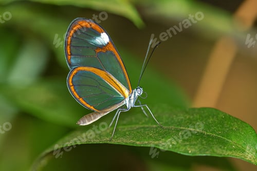 Preview: Butterfly with transparent wings