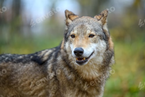 Preview: Close up portrait wolf in autumn forest background