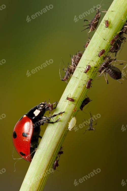 Preview: Ladybird Eating Aphids