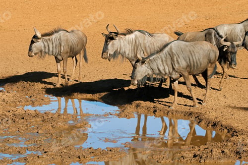 Preview: Herd of blue wildebeest drinking water